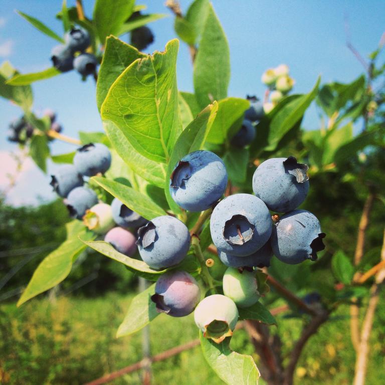 Agriturismo Fruttirossi Trofarello Zewnętrze zdjęcie